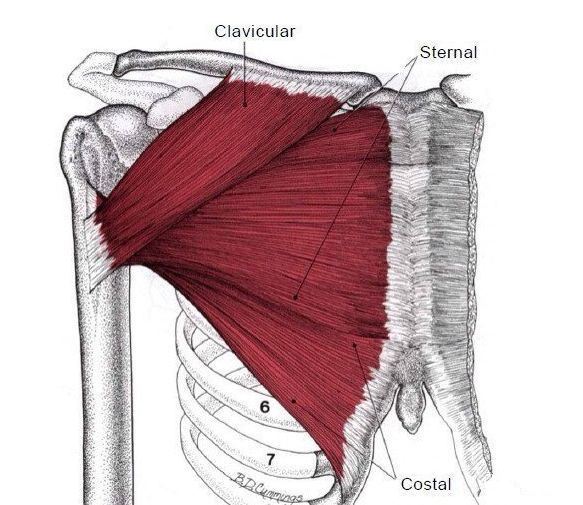 卧推一下子手臂没有力量拉伤了,卧推练胸手臂没力气