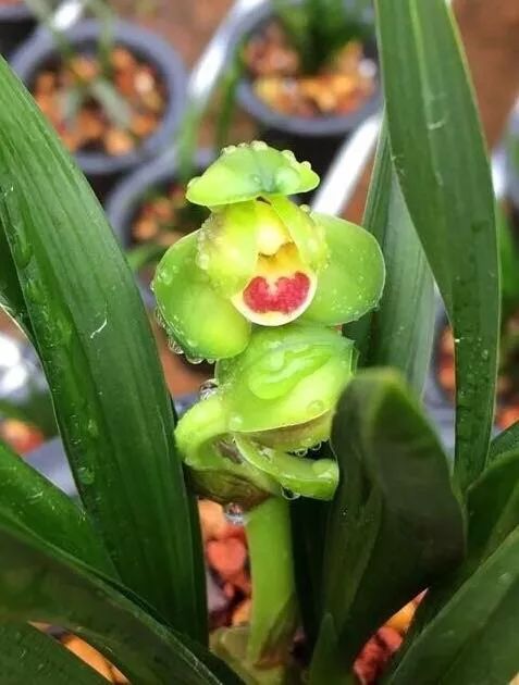 哪种兰花最好养四季开花又很香,春节养什么兰花最香好看