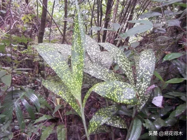 兰花推荐亭亭玉立的鹤顶兰,金斑鹤顶兰花