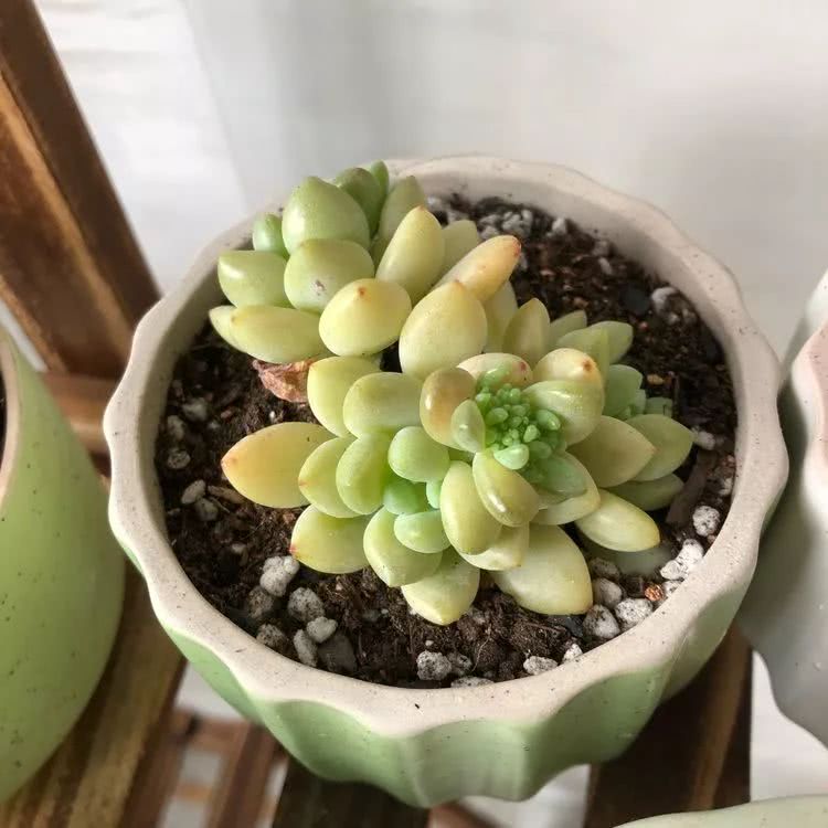 新手小白入坑多肉必看攻略,多肉新手入坑必备指南