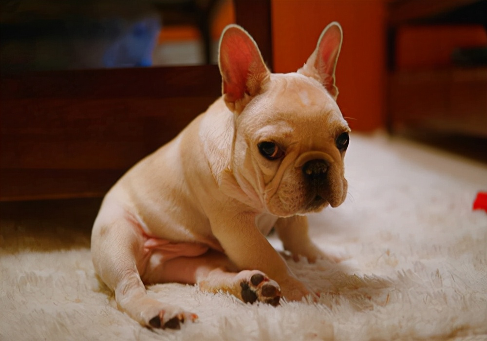 狗狗每天早上吐黄水带泡沫怎么办,狗狗拉稀是白色的怎么办呀