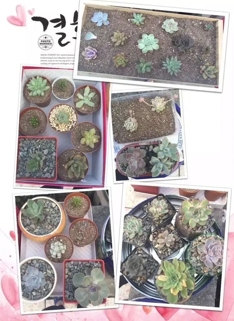 我和多肉,我与多肉