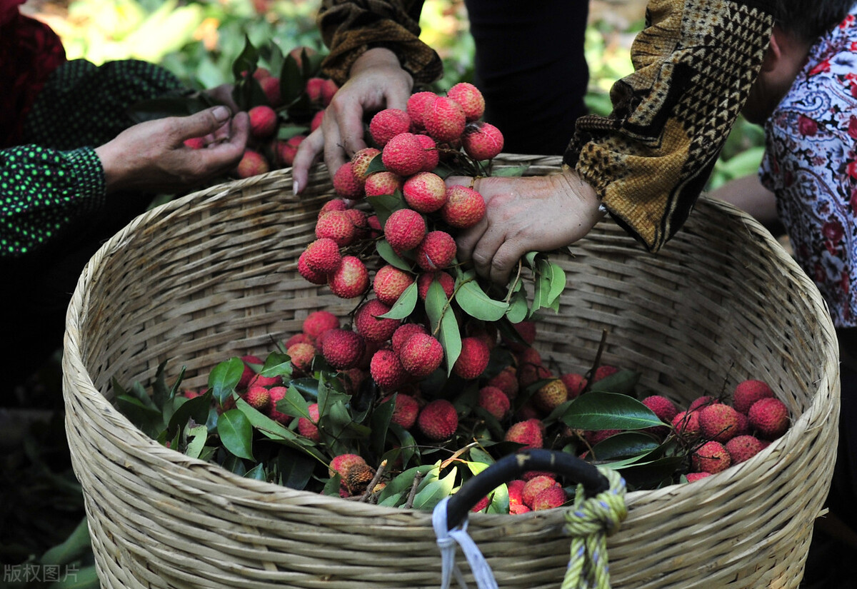 荔枝价格飙升至70元,荔枝价格大跳水