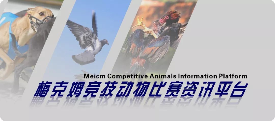 种鸽出现口黄怎么解决,芙蓉鸟下白蛋是什么原因