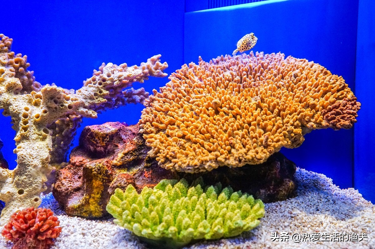 鱼缸上滤滴流盒三层滤材搭配,鱼缸底滤滴流系统图解