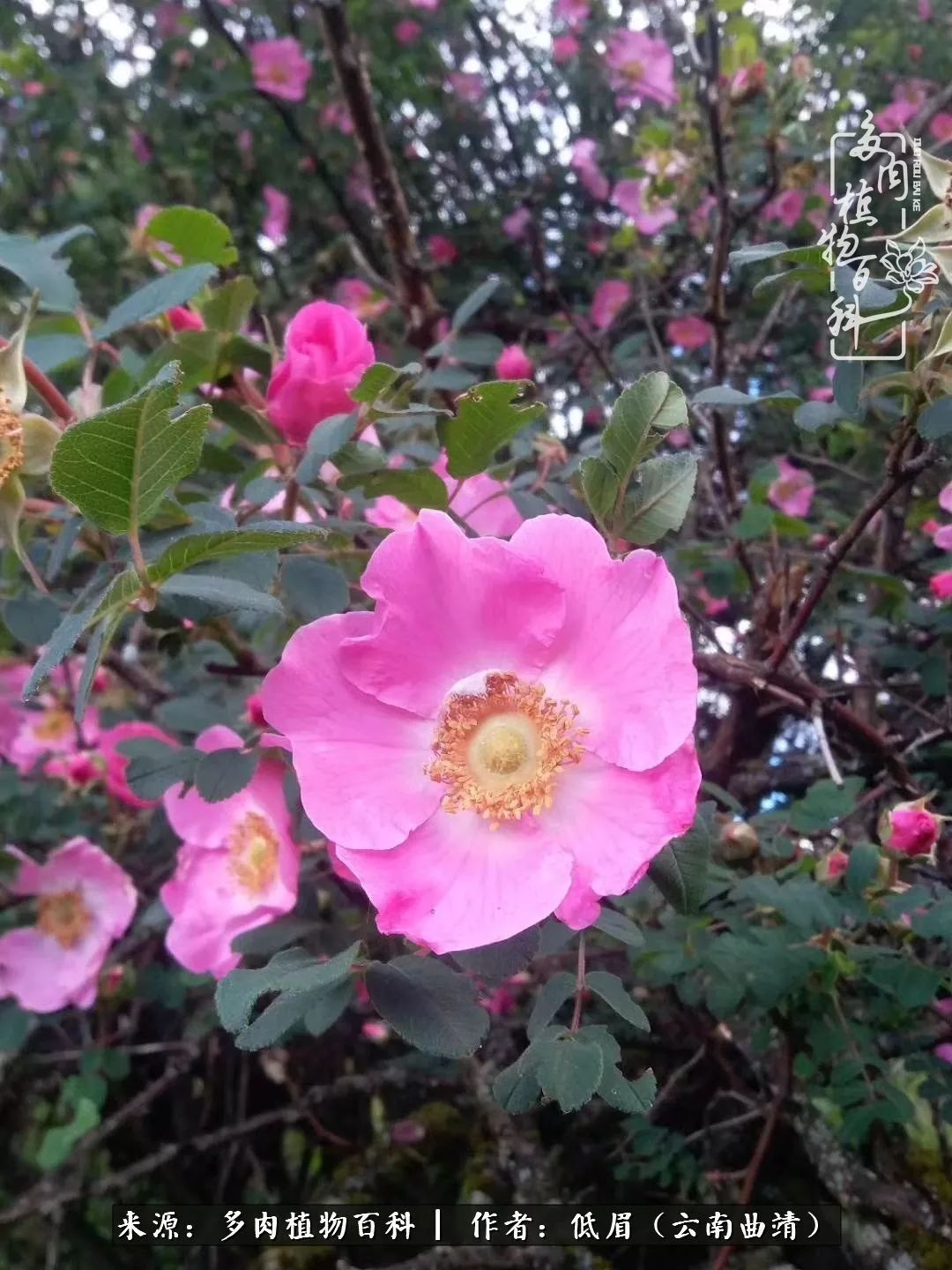 多肉看多了审美疲劳,今晚上点不一样的野味