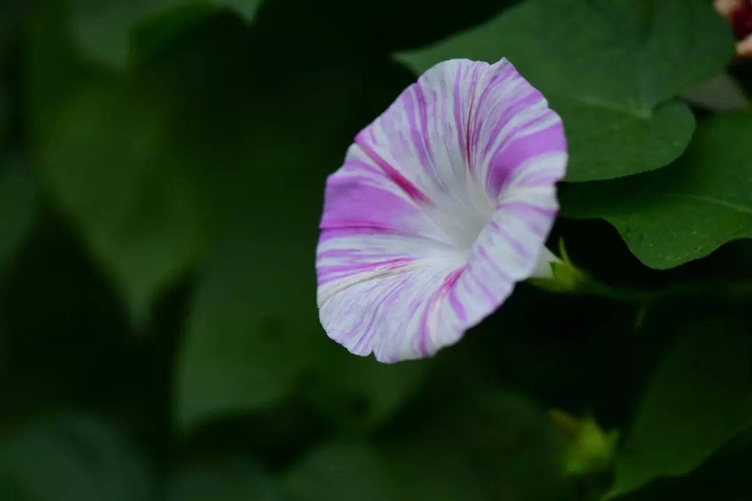 肿瘤与糖尿病——浅谈中医的认识学（诺贝尔奖医学峰会实录）