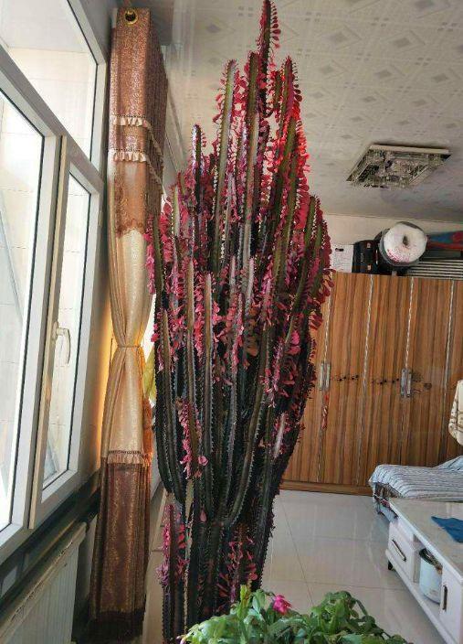 10种“吉利花”,“穷养”才能长大,越挤越壮实,越大越“旺家”