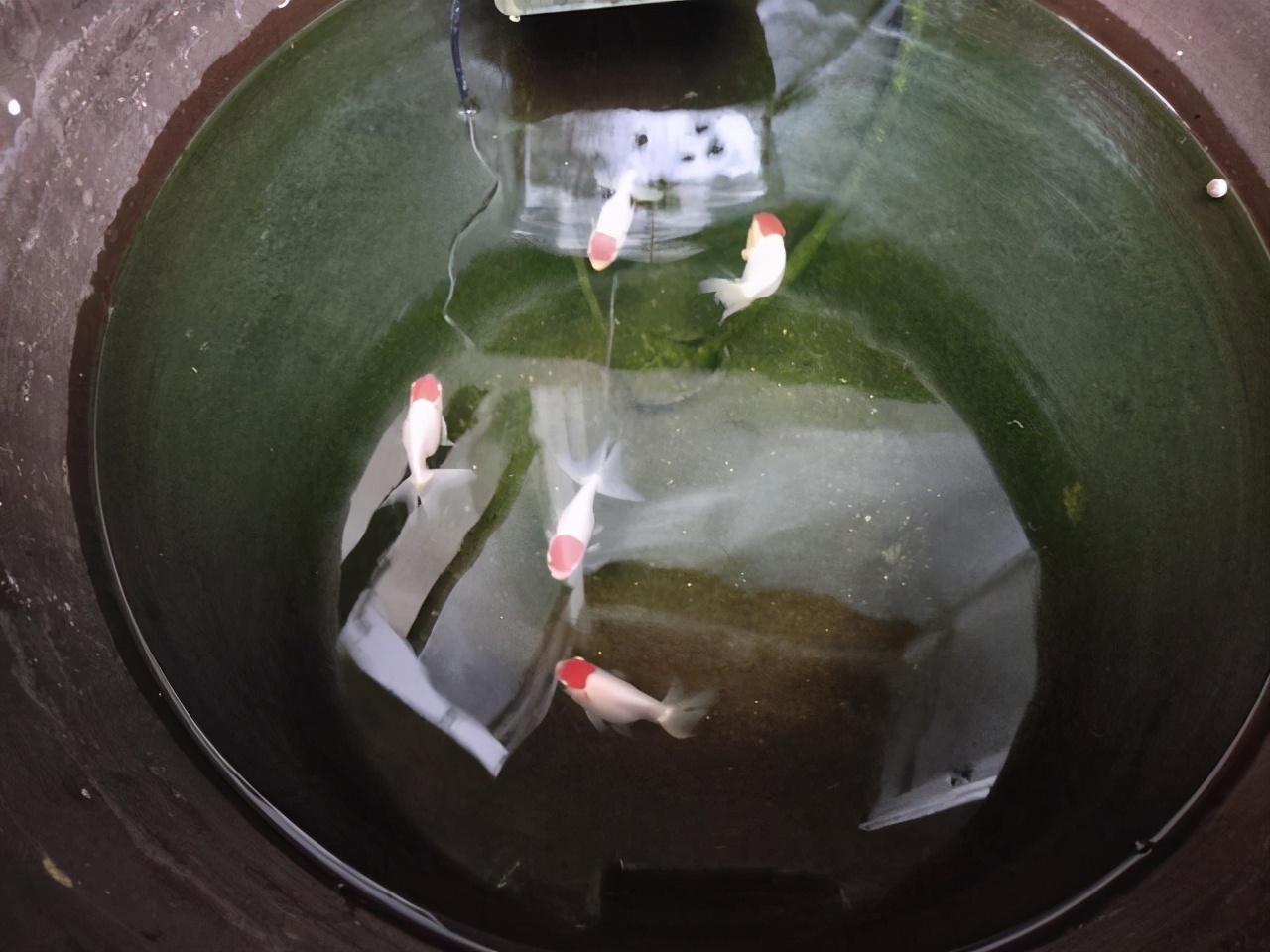 有藻类的鱼缸还需要过滤啊,充满藻类的鱼缸怎么过滤