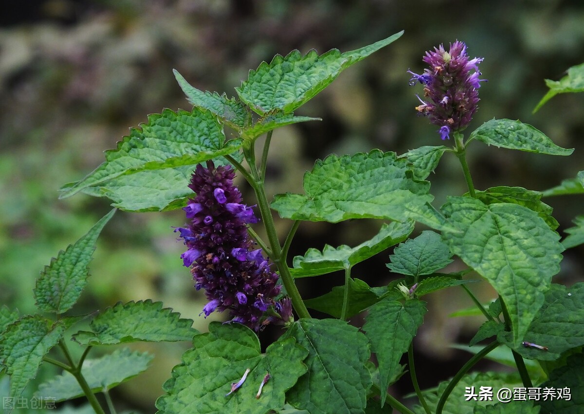 家禽防中暑最好的方法,家禽中暑方法