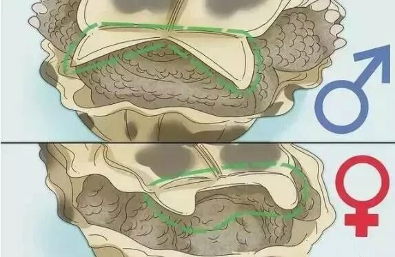 刚破壳的小乌龟怎样分雌雄,乌龟怎么分辨公母小草龟