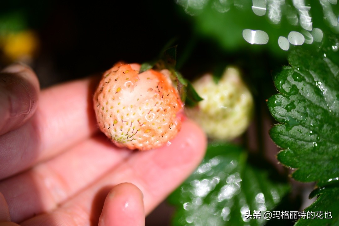 树莓在庭院怎么种植,树莓可在院子里种吗