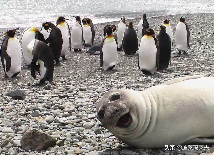 企鹅到底算不算鹅呢,企鹅是一群好的鹅吗