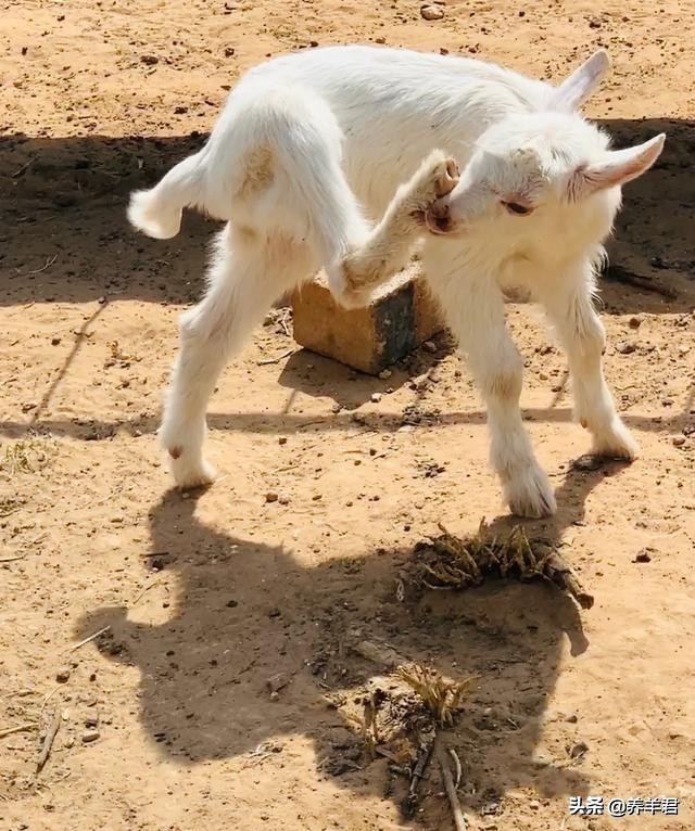 关于羊你了解多少,关于羊奶的知识