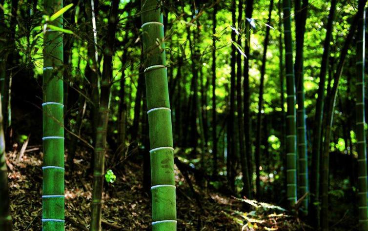 西安到湖南张家界最佳自驾游线路,春节三门峡到湖南自驾游路线推荐