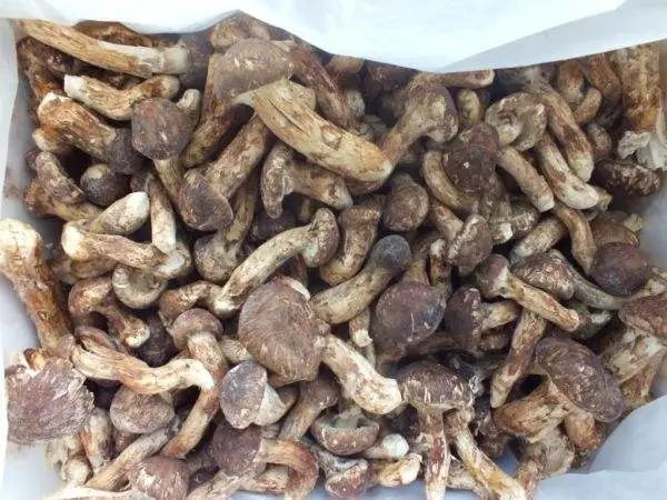 松茸最好吃的是哪种,松茸个头越大越好吗