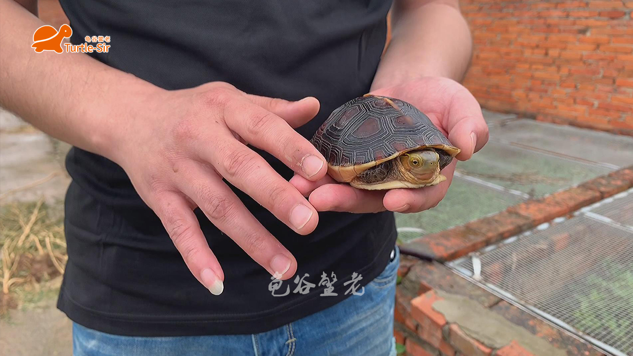 黄缘龟有点蔫,黄缘龟为什么几年了还很小