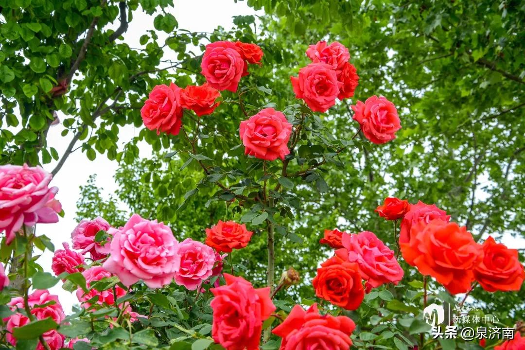 楂樻牎椋庨噰绯诲垪,楂樻牎椋庨噰灞曠ず瑙嗛