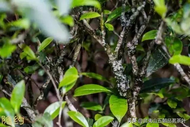武夷水仙素心,武夷岩茶水仙系