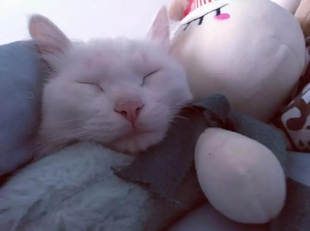 养猫笔记分享,养猫日记文章