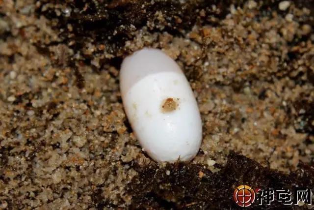 疑问：龟蛋为何不受精？原因有哪些？