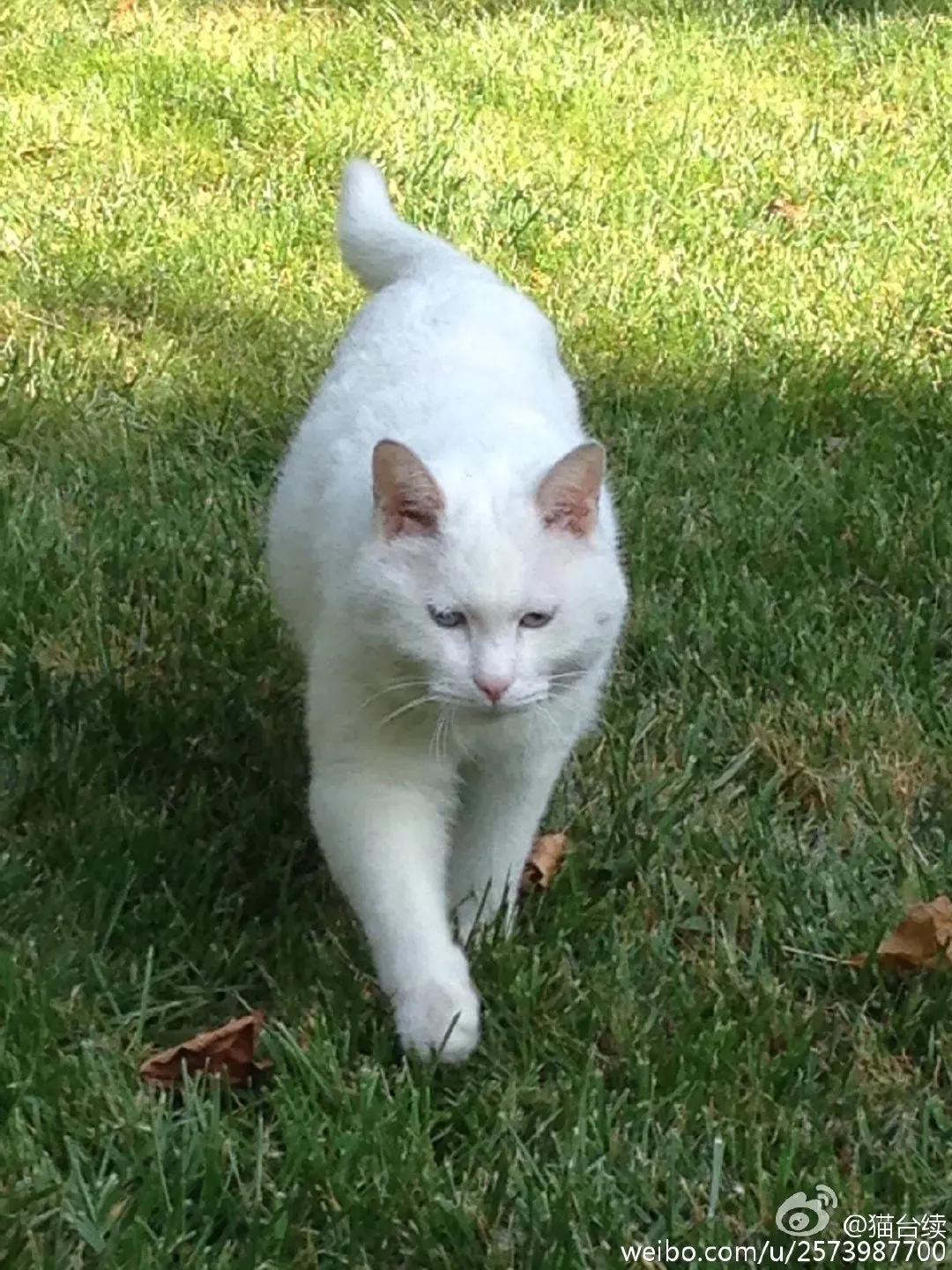 没想到,央视的名嘴们全都是猫奴