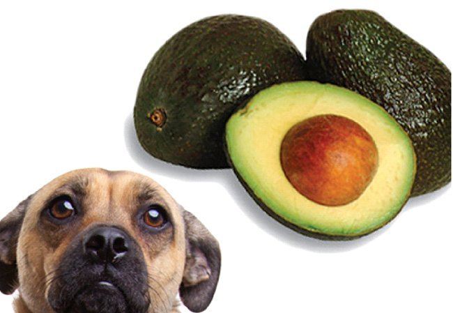 营养价值很高的牛油果,狗狗吃牛油果有什么好处