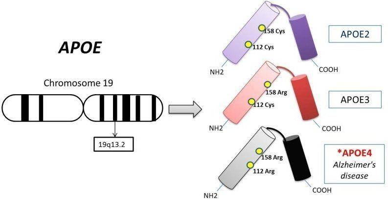 腔隙性脑梗死是怎么造成的,腔隙性脑梗死是怎么回事