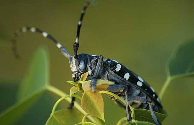 红枫治天牛的最佳方法,美国红枫天牛幼虫怎么治