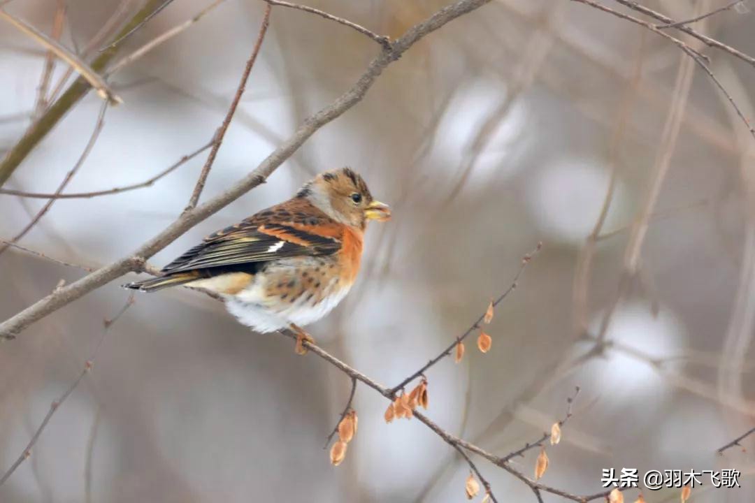 观鸟入门,观鸟小贴士