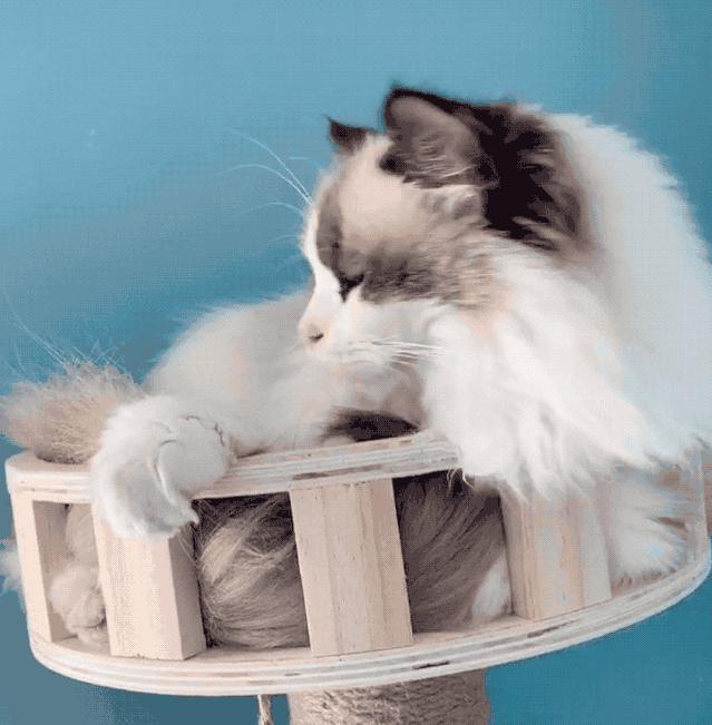 养很多猫很费钱吗,养什么猫最便宜又好养又粘人