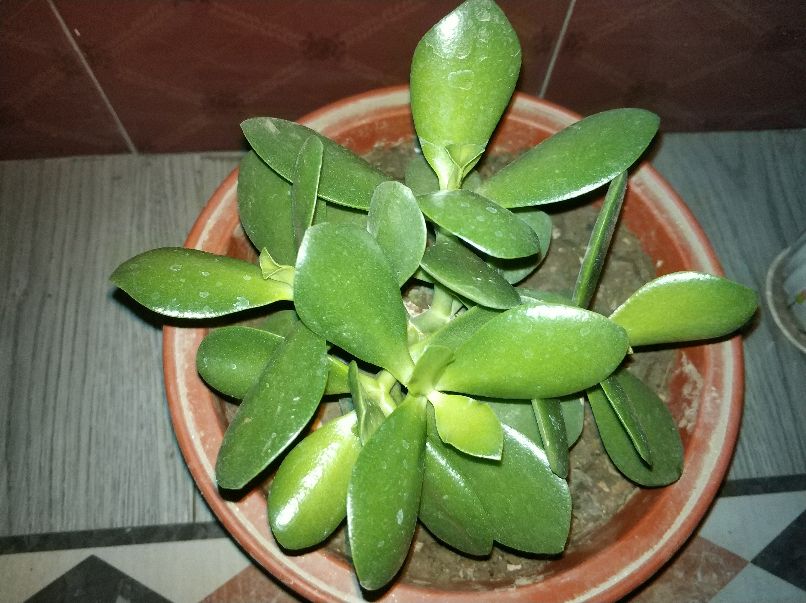 绿植冻伤怎么修剪,绿植冻伤后救治药物