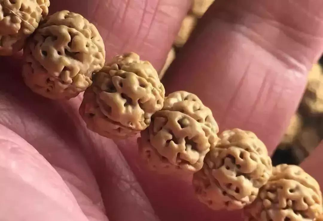 金刚贵贱区别,金刚菩提多久能红