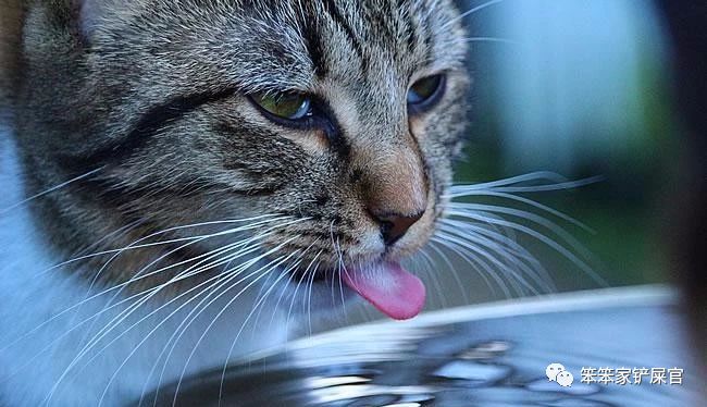 猫咪尿结石会导致猫咪站不起来吗,猫咪如果有尿结石怎么治疗