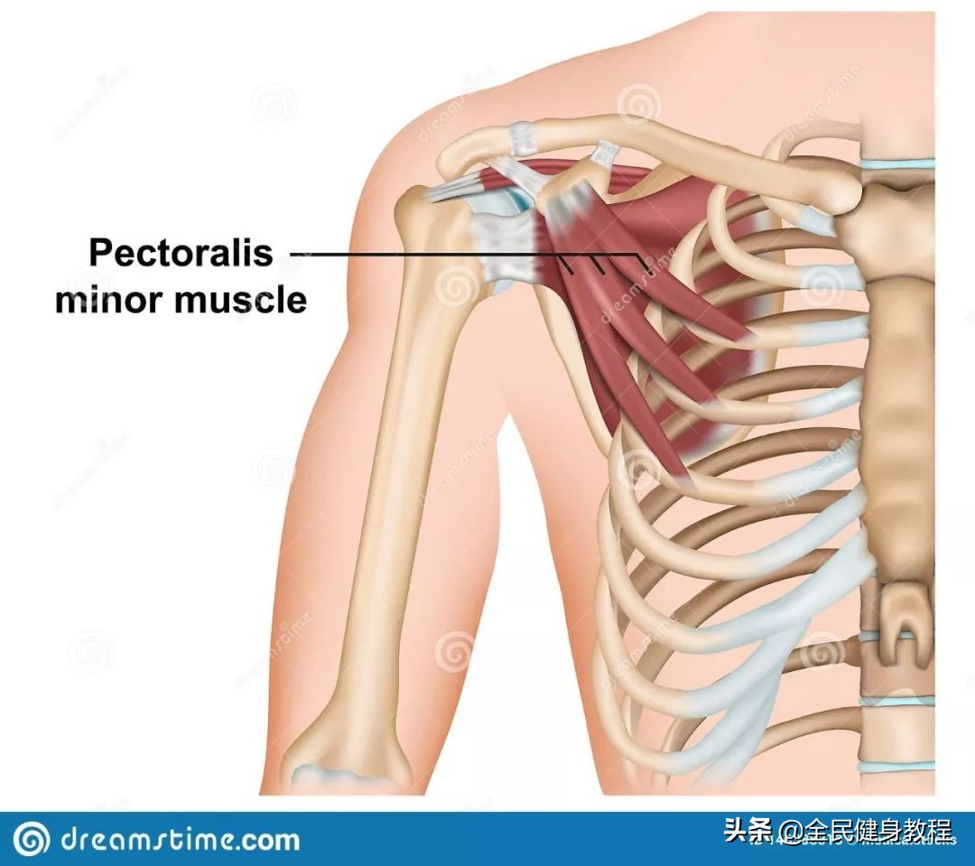 胸小肌问题,胸小肌是深层肌肉吗