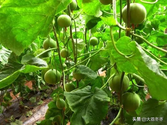 甜瓜大棚种植方法全过程,大棚甜瓜种植技术完整版