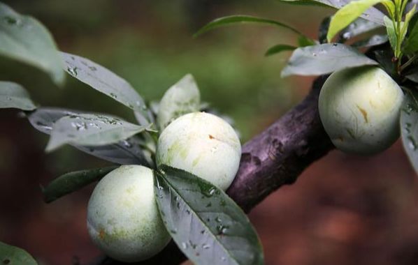 恐龙蛋李子怎样种植,恐龙蛋李子的种植前景