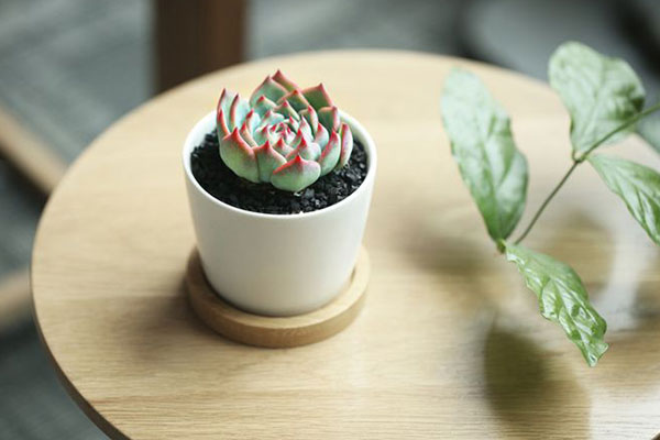 多肉吉娃娃如何判断该浇水,吉娃娃多肉多久浇一次水合适