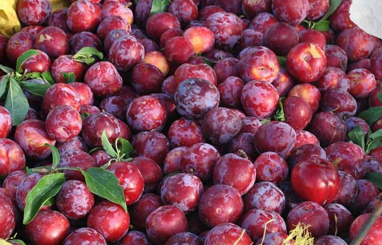 夏天必备的十种果子,夏天必备的10种果子