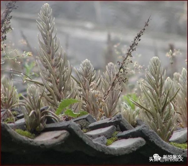 湖北大山里藏着一个大院，大院的大瓦房别致而又富有神秘色彩
