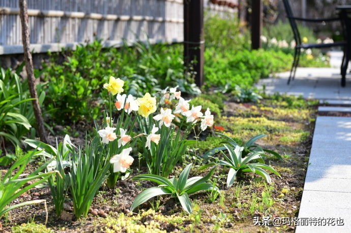 上海洋水仙,上海璞素上居民宿抖音团购
