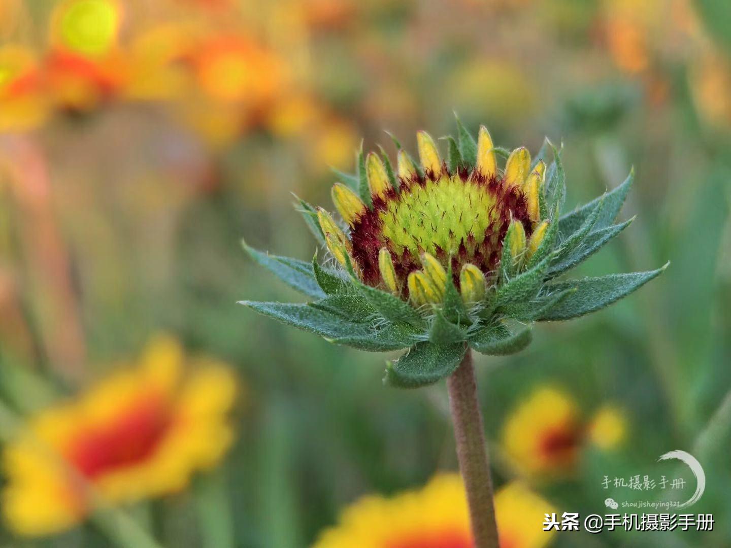 用手机巧妙的拍照,教大家如何用手机拍照