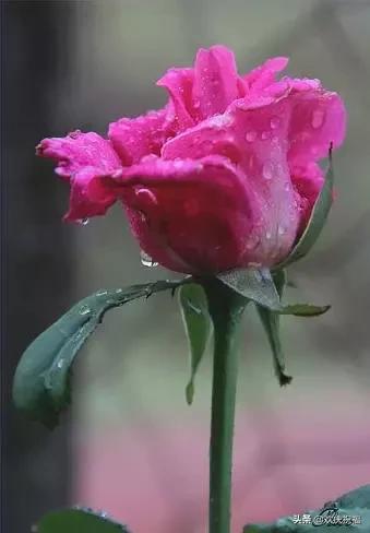 明日七夕，777幸福花送给群里所有的朋友，谁打开，谁幸福