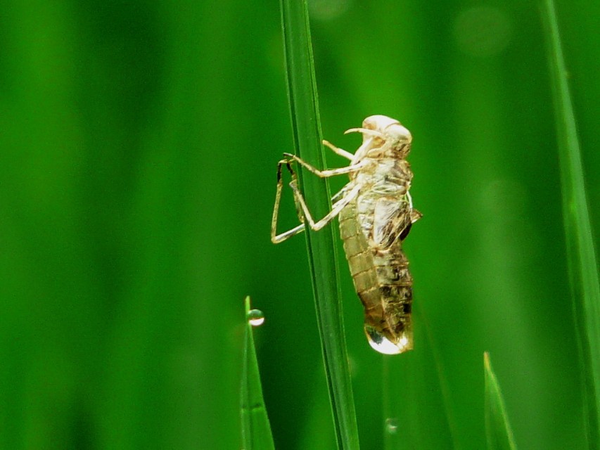 国外网友分享的动植物昆虫笔记,北方常见的昆虫科普知识大全集