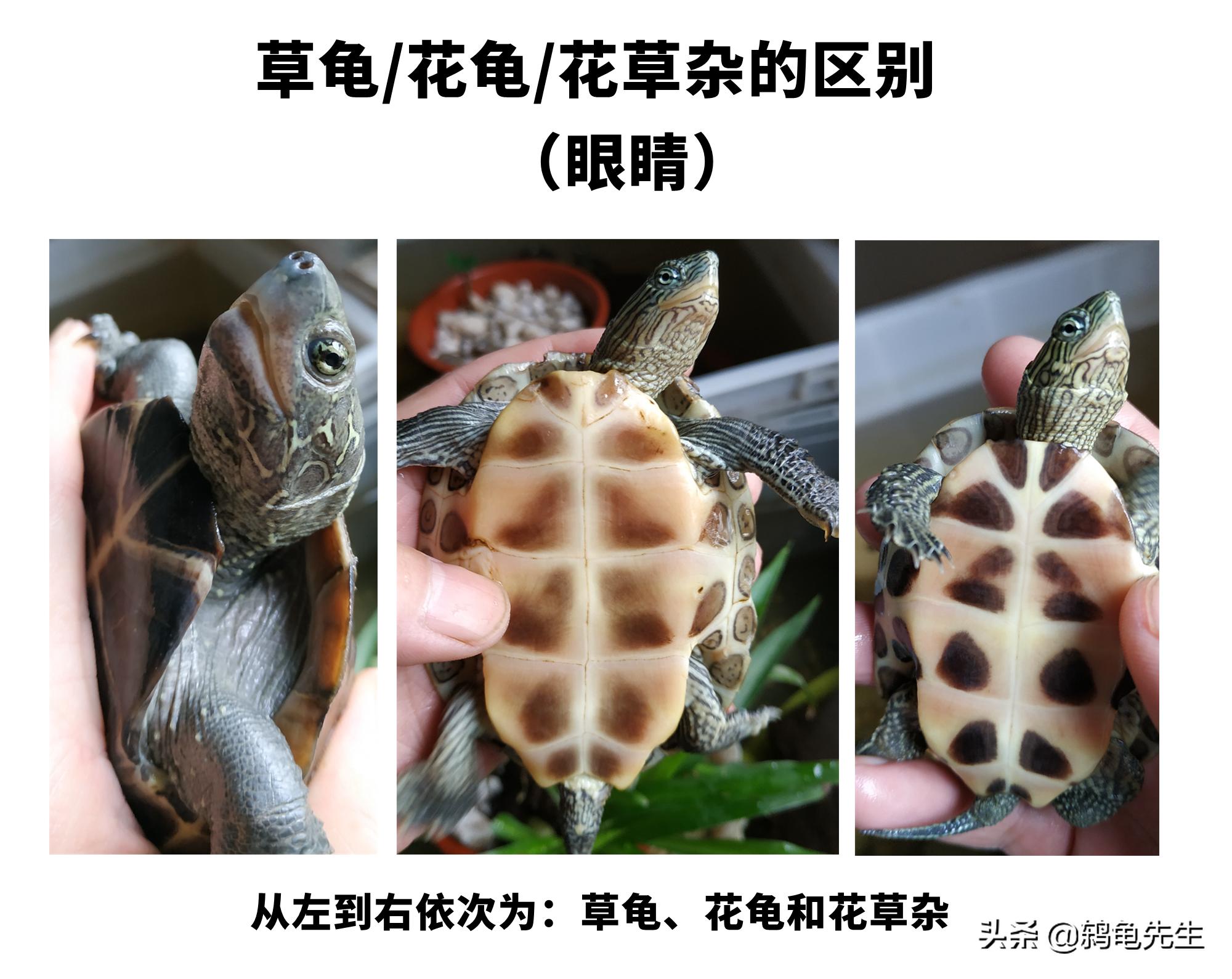 花草杂龟和花龟的区别,乌龟品种大全地图龟和草龟