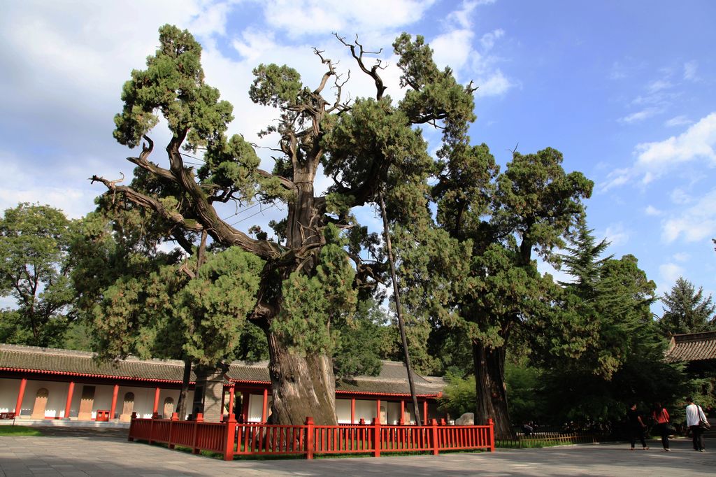 地球古老植物有哪些,地球最古老的植物