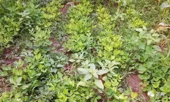 花生高产栽培技术视频,种花生到收花生的所有过程