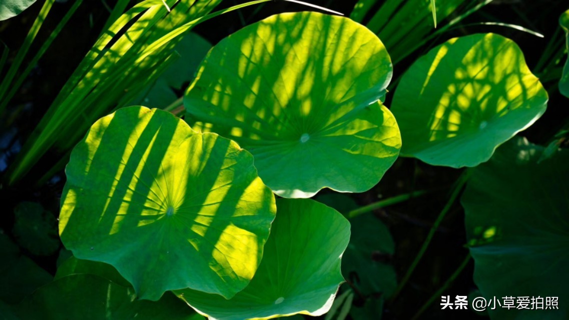 威海羊亭公园有什么好玩的,威海羊亭湿地公园四季美景