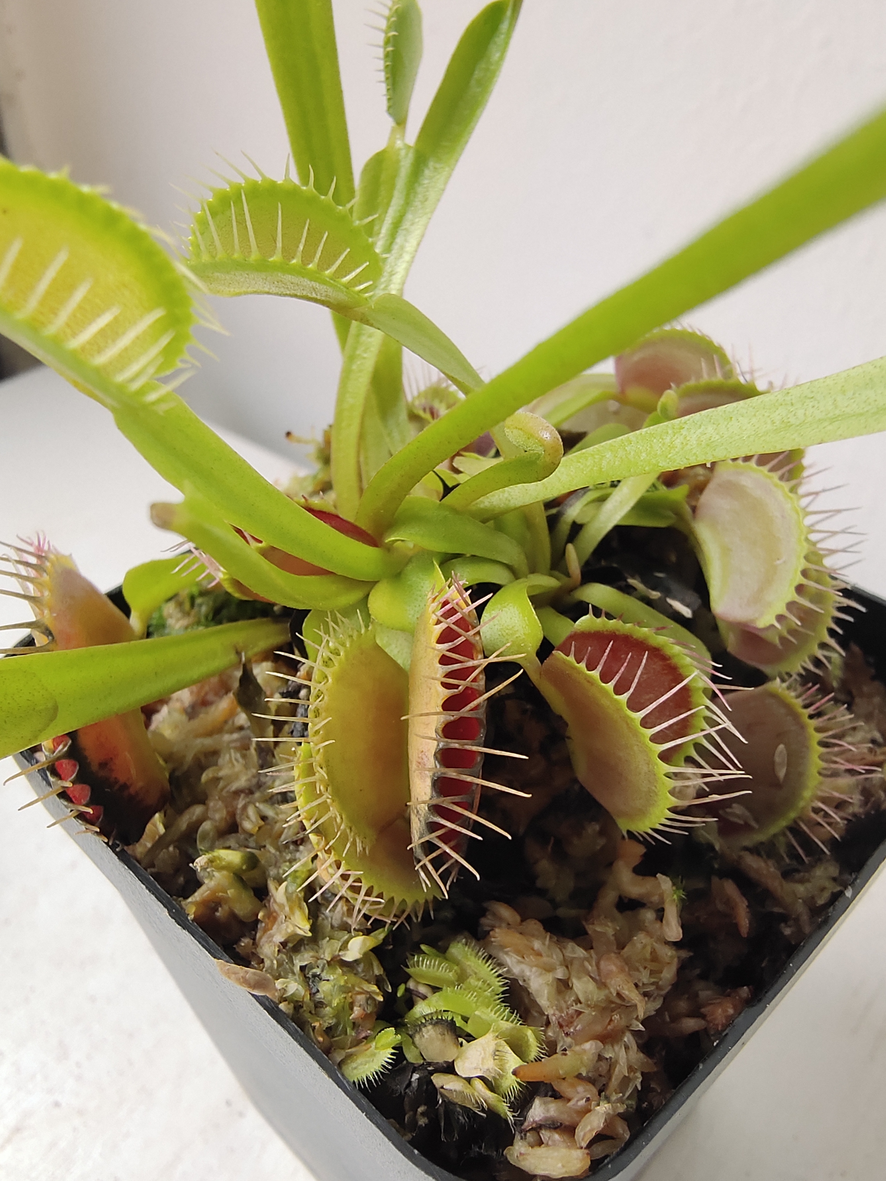 怎么让捕蝇草快速长大,捕蝇草长大是什么样子