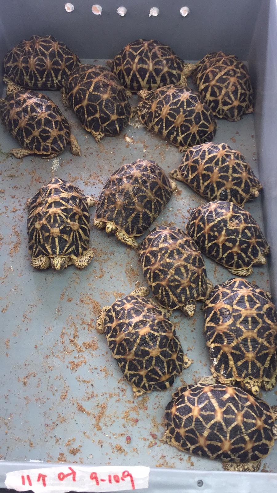 印度星陆龟能养吗,印度星陆龟如何养